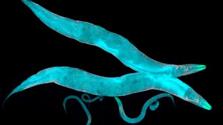 Caenorhabditis elegans, ein frei lebender, durchsichtiger Fadenwurm mit einer Länge von etwa 1 mm.
