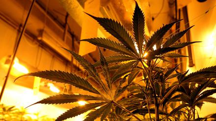 Cannabis-Plantage in der Wohnung. Immer wieder deckt die Polizei solche Fälle auf. 