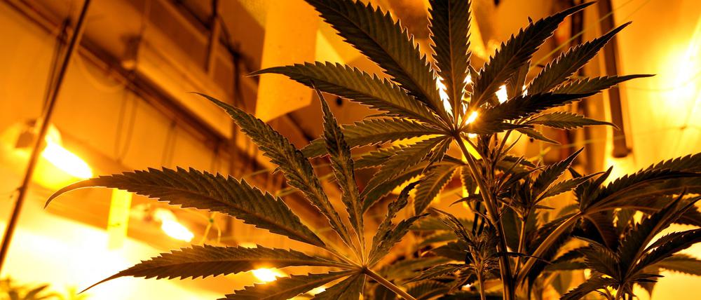 Cannabis-Plantage in der Wohnung. Immer wieder deckt die Polizei solche Fälle auf. 