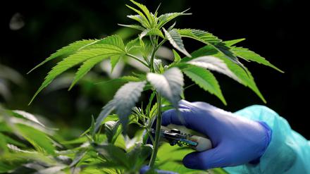 medizinisches Cannabis in einer israelischen Plantage