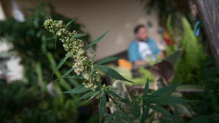 Eine männliche Hanf-Pflanze (Cannabis) steht in Stuttgart auf einem Balkon (Archivfoto).