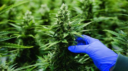 Seit Jahren ist Cannabis für medizinische Zwecke legal. Doch es ist umstritten, ob die Pflanze eine Verbesserung für die Gesundheitsversorgung ist. 