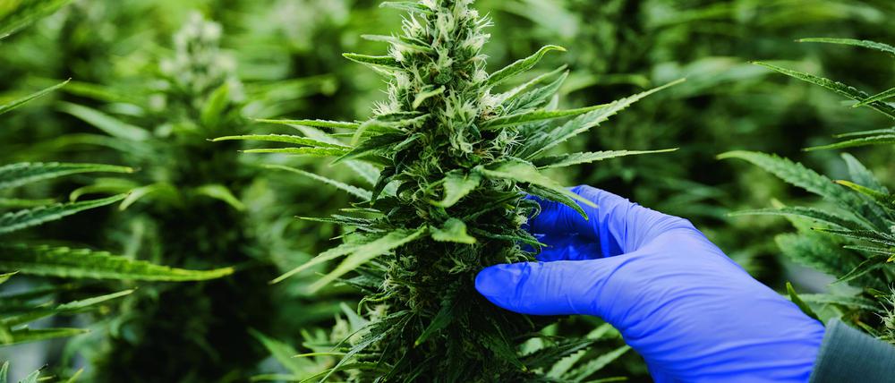 Seit Jahren ist Cannabis für medizinische Zwecke legal. Doch es ist umstritten, ob die Pflanze eine Verbesserung für die Gesundheitsversorgung ist. 