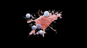 Normalerweise halten Immunzellen (blau) Krebs (rot) in Schach, doch mitunter fördern sie die Bildung von Tochtergeschwulsten.