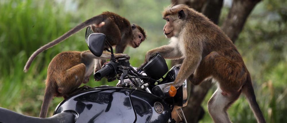 Ceylon-Hutaffen spielen auf Sri Lanka auf einem Motorrad. Problematischer ist, dass sie auch auf Kokosnüsse stehen.