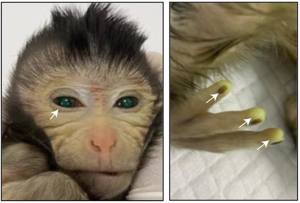 Die Bilder zeigen die grünen Fluoreszenzsignale in verschiedenen Körperteilen des Chimären-Affen im Alter von drei Tagen.