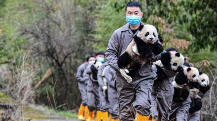 Tierpfleger in der Shenshuping-Aufzuchtstation in der südwestchineischen Provinz Sichuan.