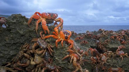  Einzigartiges Naturspektakel: In diesen Wochen wandern auf der Weihnachtsinsel wieder Millionen von roten Krabben in Richtung Küste.