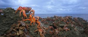  Einzigartiges Naturspektakel: In diesen Wochen wandern auf der Weihnachtsinsel wieder Millionen von roten Krabben in Richtung Küste.