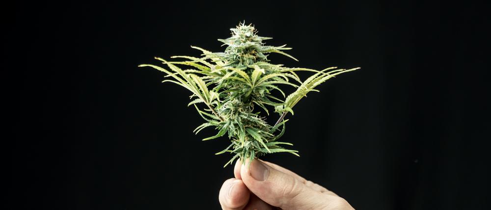 Eine Cannabis-Pflanze.