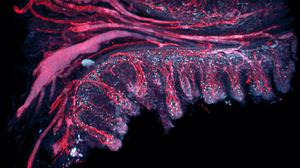 Eine dreidimensionale Aufnahme der gefärbten Darmschleimhaut.