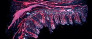 Eine dreidimensionale Aufnahme der gefärbten Darmschleimhaut.