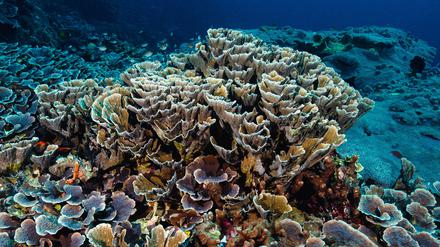 In größerer Tiefe verändern Korallen aufgrund der Erwärmung zunehmend ihre Form, überleben aber bislang.