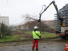 Zahlreiche Bäume in Berlins City West gefällt: Grünfläche wird trotz langjähriger Proteste bebaut
