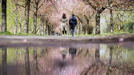 Spaziergänger unter blühenden Kirschbäumen auf dem Mauerweg nahe der Bornholmer Straße spiegeln sich in einer Pfütze. 