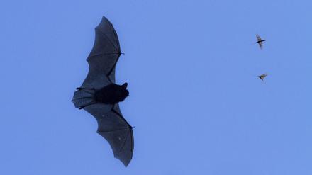 Zwerg-Fledermaus Pipistrellus pipistrellus jagt Eintagsfliegen.