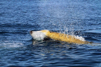Rekordtaucher. Cuvier-Schnabelwale können bis zu drei Kilometer tief tauchen.