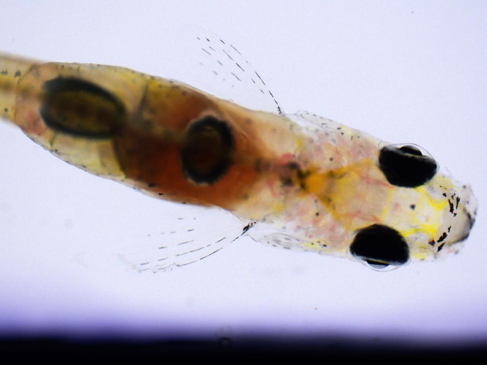 Hören mit Ohren und Bauch Wie Fische die Richtung von Geräuschen bestimmen