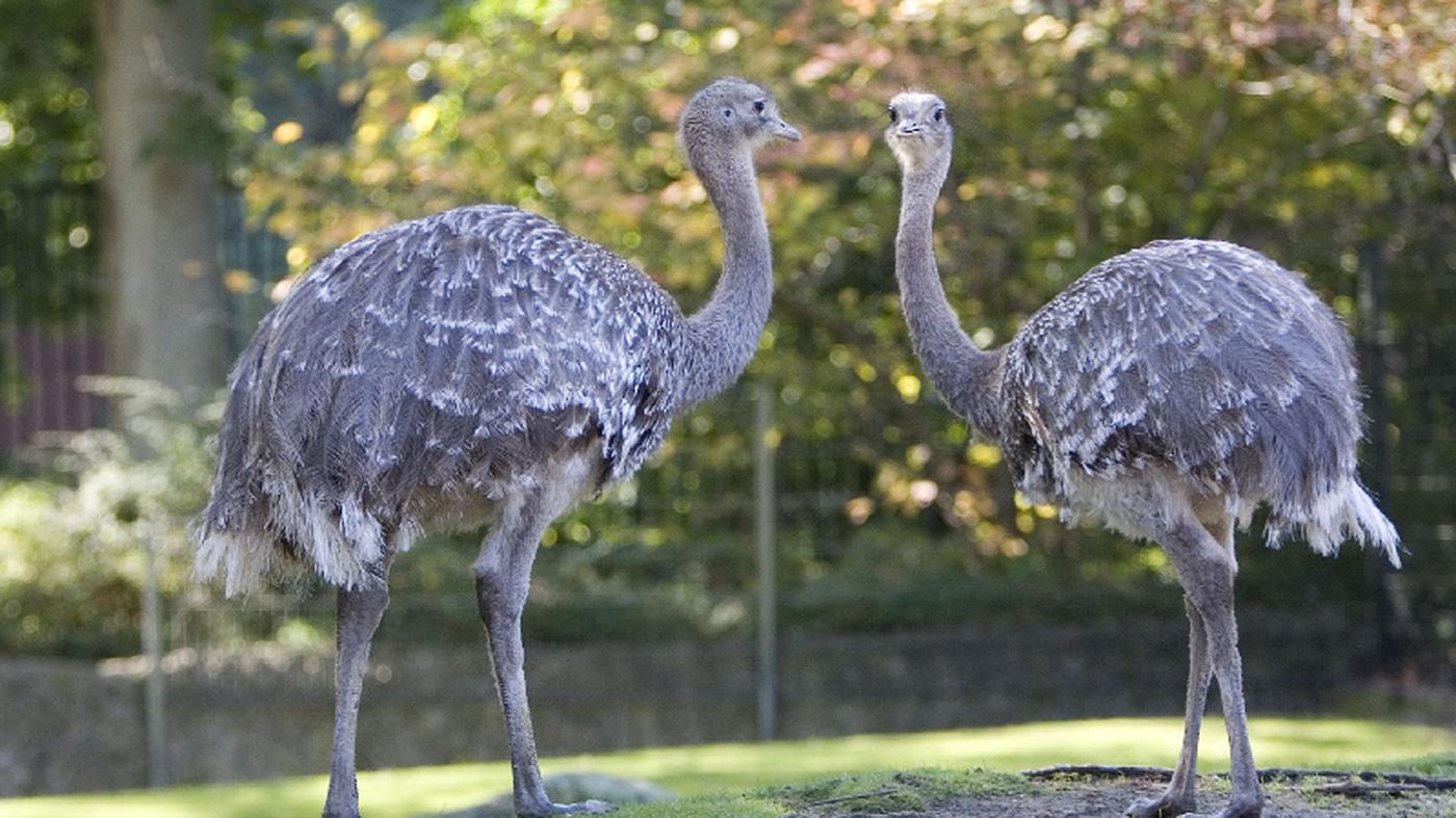 Serie Evolution Darwins Beweise aus der Kombüse