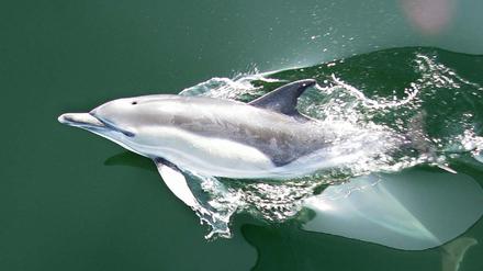 Delfin in der Ostsee