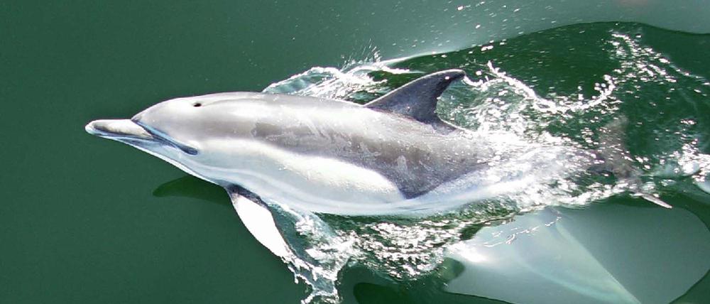Delfin in der Ostsee