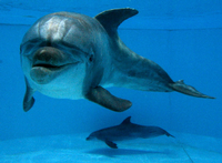 Ein Delfin. Wurde ein solches Tier zu Spionagezwecken eingesetzt?