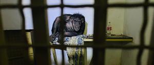 Der Bonobo John in einem provisorischen Käfig im Tierpark „Zwölf Monate“ im Kiewer Vorort Hostomel.