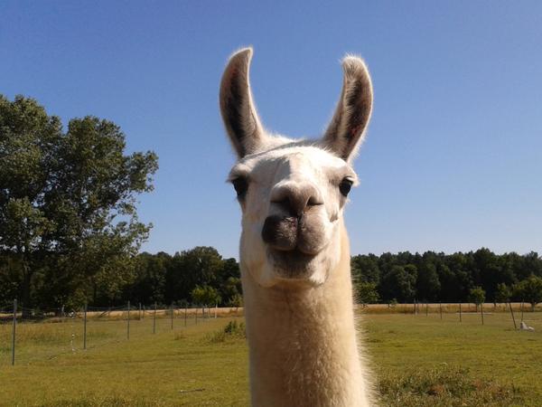 Lamas haben lange und sichelförmige Ohren. Alpakas hingegen erkennt man an kurzen, spitz zulaufende Ohren.