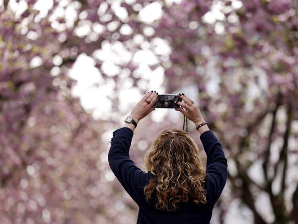 Nicht nur in Berlin erfreuen sich die Leute an den blühenden Kirschbäumen: Auch in der Bonner Altstadt lockt die rosafarbene Blütenpracht Touristen an. 