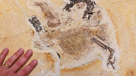 Im Staatlichen Museum für Naturkunde Karlsruhe wird das Fossil eines „Ubirajara jubatus“ Sauriers gezeigt. Das wohl unrechtmäßig nach Baden-Württemberg gebrachte Fossil ist inzwischen zurück in Brasilien