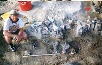 1998, USA: Ein Mitglied des Grabungsteams der Universität von Kansas kniet neben den Fußknochen eines nahen Verwandten des Brachiosaurier, der den Spitznamen "Bigfoot" erhielt.