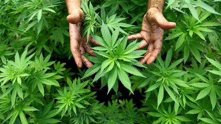 Cannabispflanzen, aus denen auch Marihuana hergestellt wird, sind in einer Plantage zu sehen. (Symbolbild)