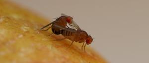 Auch Drosophila melanogaster, die Fruchtfliege, braucht Sex, um sich fortzupflanzen. Es sei denn, sie wird gentechnisch verändert...