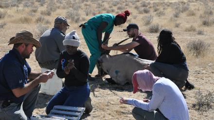 Im Einsatz. Tiermedizin-Student Thomas Conrad (hinten, 2. v. r. rechts) untersucht gemeinsam mit Studierenden vor Ort eine Oryxantilope. 