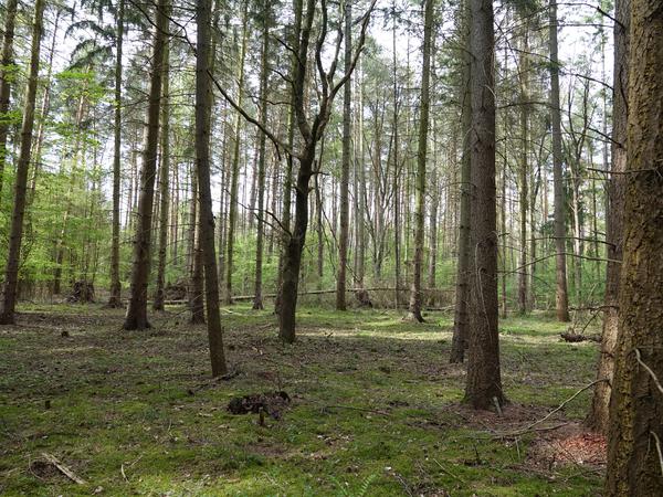 Dieser Wald gehört dem „Green Forest Fund“ und soll nicht mehr „aufgeräumt“ werden. 