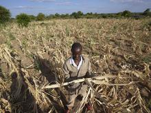 Schlimmste Trockenzeit seit 100 Jahren: UN warnt vor Dürre im südlichen Afrika