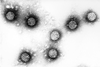 hpv vírus wahrscheinlichkeit krebs