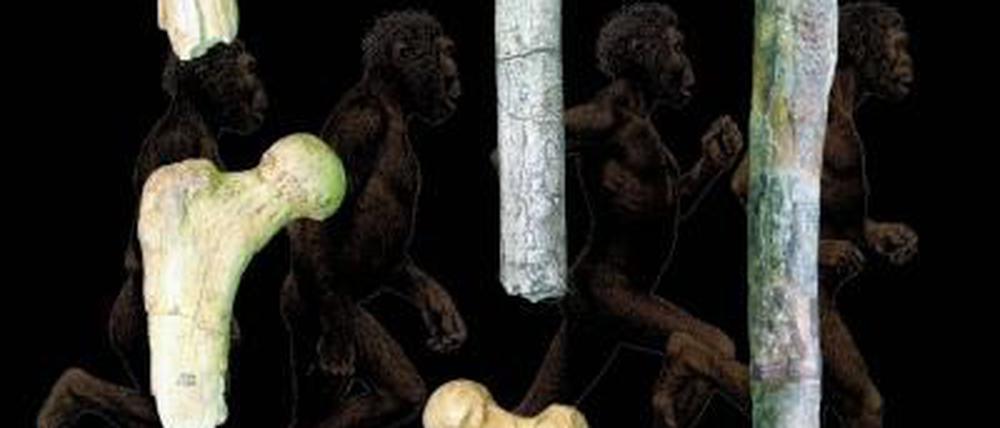 Knochen zum Laufen: Ein Millionen Jahre alter Sensationsfund.
