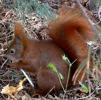 31 eichhörnchen bilder zum drucken - besten bilder von