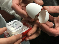 Harte Schale, gar kein Kern: Die natürliche Verpackung von Hühnereiern wird im Labor des Zahnmediziners Marc D. McKee untersucht.