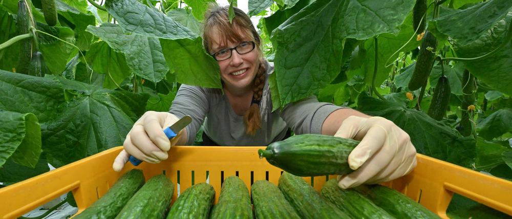 Juliana Henseler, Mitarbeiterin der Fontana Gartenbau GmbH, erntet im neuen Gewächshaus Salatgurken auch Schlangengurke genannt.