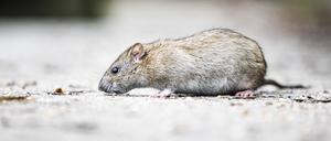 In der Hauptstadt soll es laut Schätzungen Millionen Ratten geben – in Schöneberg ist es nun eine weniger.