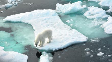Ein Eisbär im Nordpolarmeer auf einer Eisscholle. 