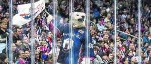 Die Eisbären treten in der kommenden Woche zum ersten Mal in der DEL vor den heimischen Fans an.