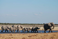 Superhirne Der Savanne Elefanten Erinnern Sich An Hunderte Kilometer Entfernte Wasserstellen Wissen esspiegel