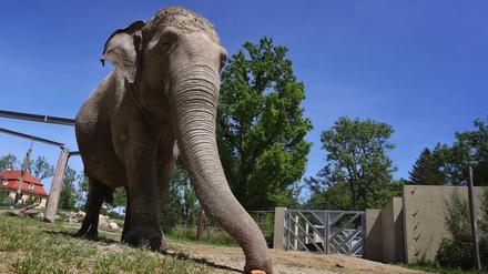 Die Elefantenkuh Targa ist im Alter von 67 Jahren gestorben.