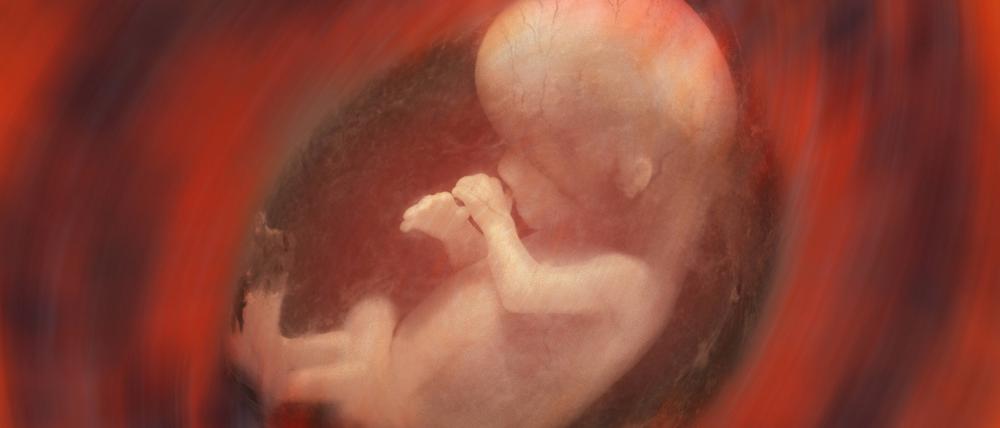 Die mütterlichen und väterlichen Gene im Embryo streiten um dessen „ideales“ Geburtsgewicht. 