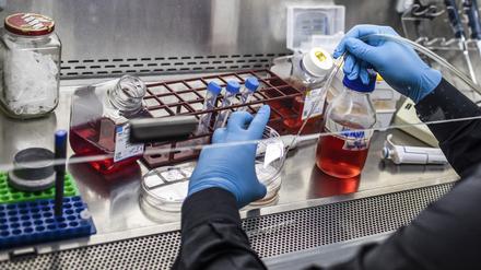 Ein Wissenschaftler arbeitet in seinem Labor an Maus-Embryonenproben. Vorträge eines Forscherteams über embryonähnliche Strukturen aus menschlichen Zellen sorgen in der Wissenschaftsgemeinde für Aufsehen. 