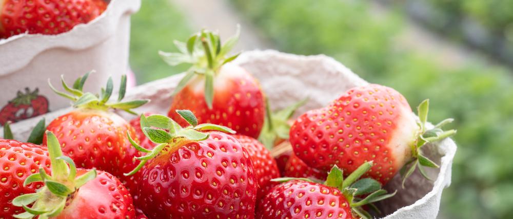 Waschen sollte man Erdbeeren vor dem Verzehr.