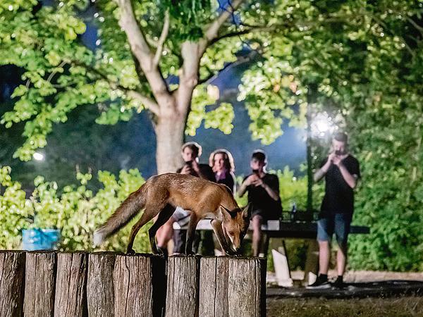 Wildtiere in Berlin: Angst? So reagieren Sie, wenn Sie Fuchs, Wildschwein  und Co. begegnen